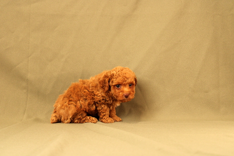 puppy, for, sale, Toy Poodle, Matthew B. Stoltzfus, dog, breeder, Gap, PA, dog-breeder, puppy-for-sale, forsale, nearby, find, puppyfind, locator, puppylocator, aca